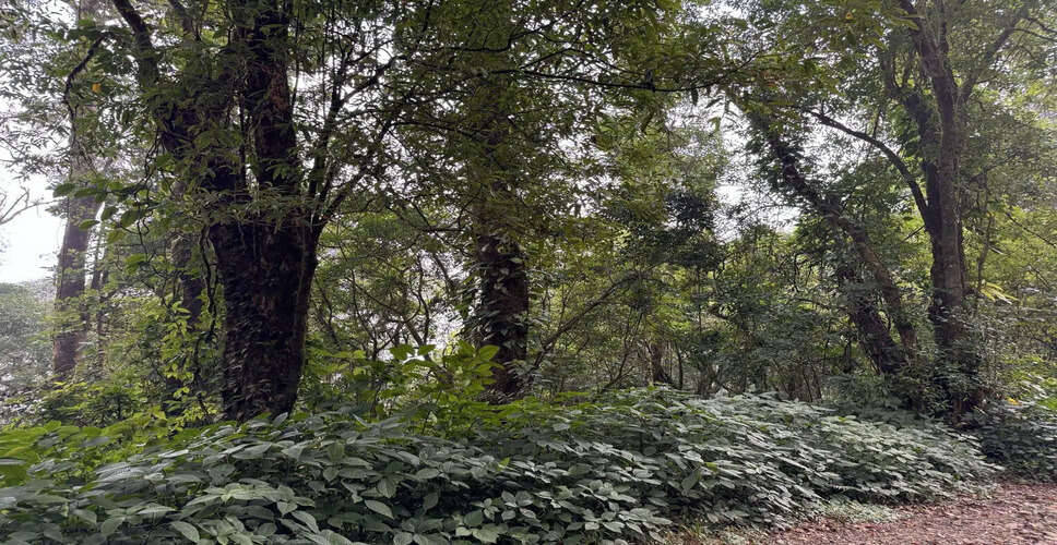 Nagaland Faces Significant Forest Cover Loss: Biodiversity Board Chairman Highlights Urgent Need for Conservation