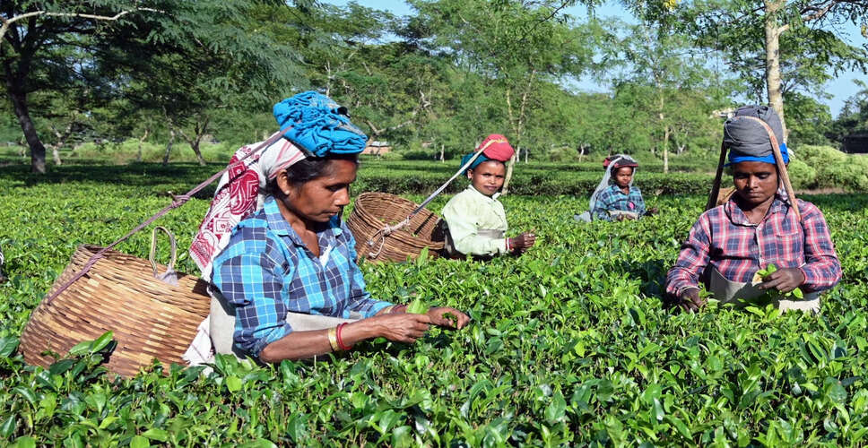 Tea Garden Workers in Assam Voice Concerns Ahead of State Elections