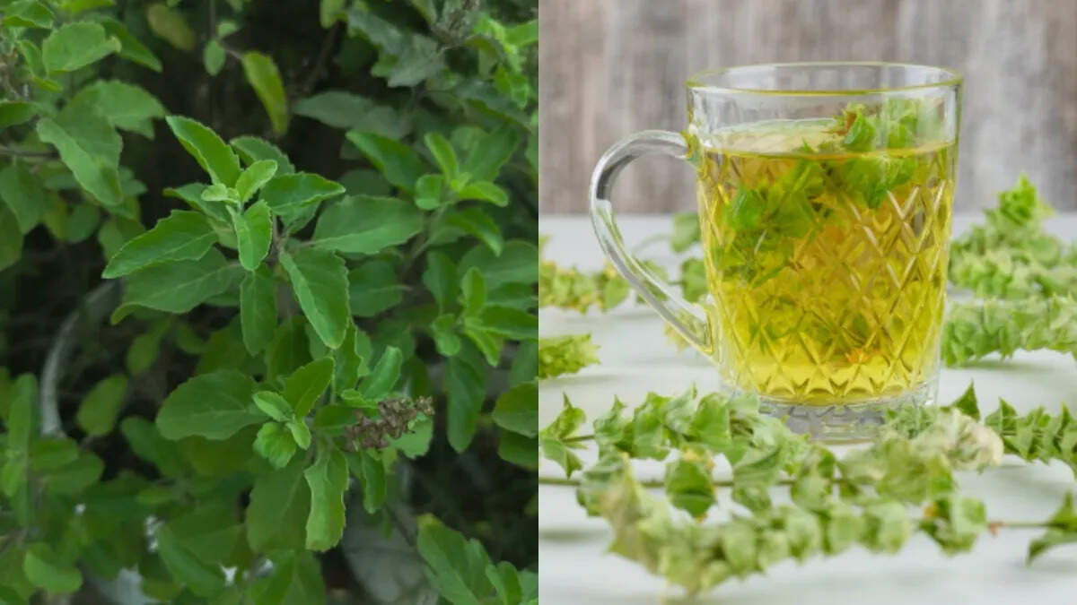 Health Benefits of Drinking Tulsi Water