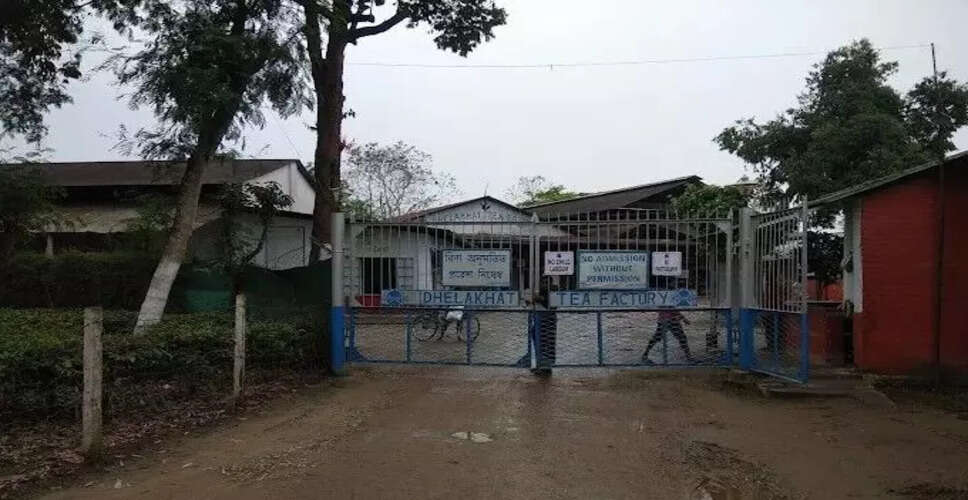 Concerns Rise Over Tea Leaf Theft at Dhelakhat Tea Estate