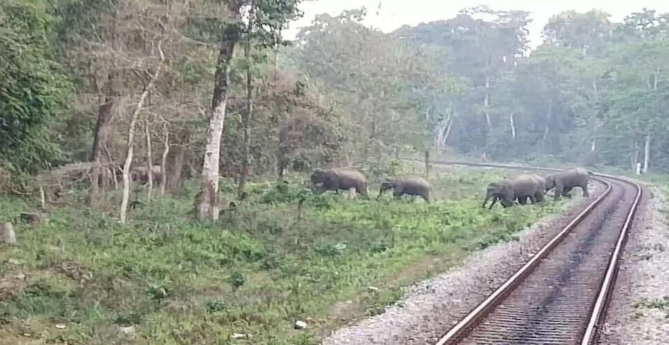 Northeast Frontier Railway Saves Over 160 Elephants in 2025