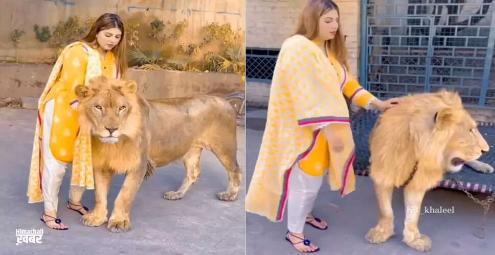 Girl Approaches Lion for Social Media Reel, Shocking Reactions Follow