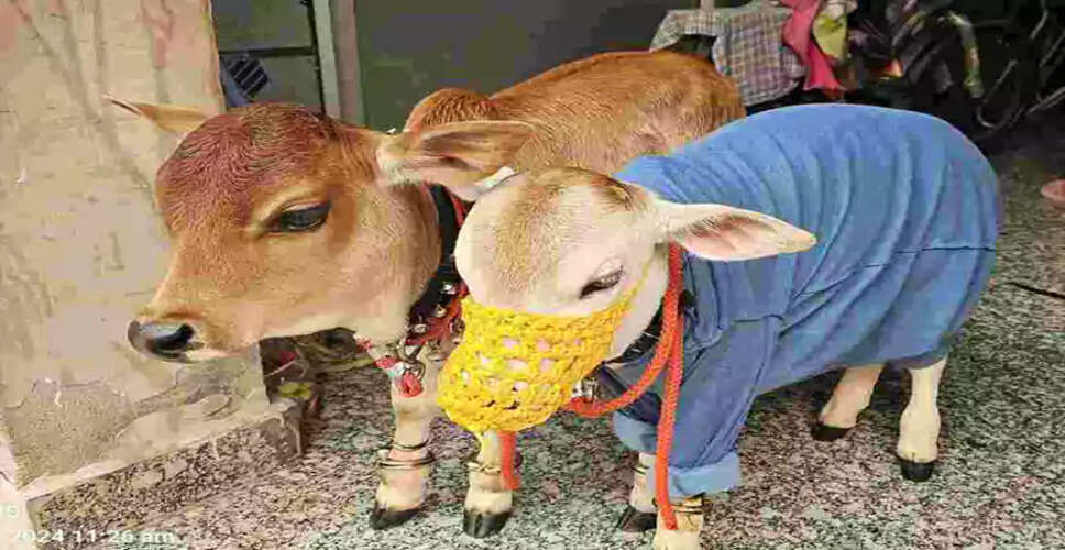 Rare Cattle Species Sparks Interest in Haryana