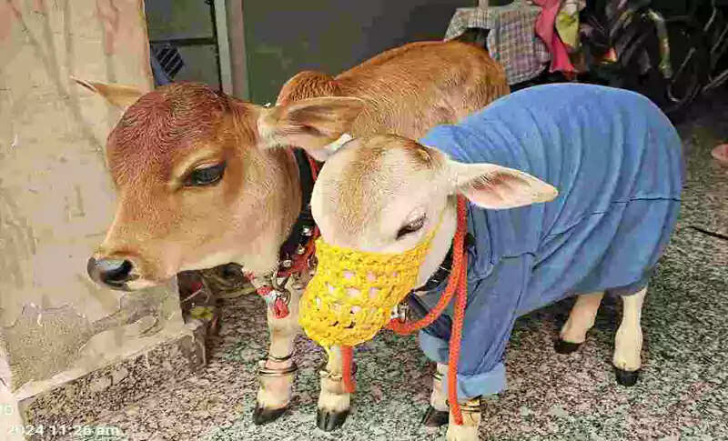 Rare Cattle Species Sparks Interest in Haryana