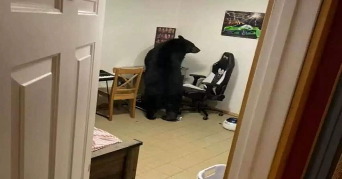 Family's Shocking Encounter with a Bear in Their Home