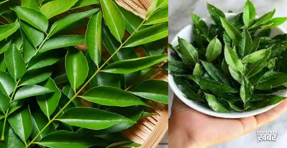 The Health Benefits of Eating Curry Leaves on an Empty Stomach