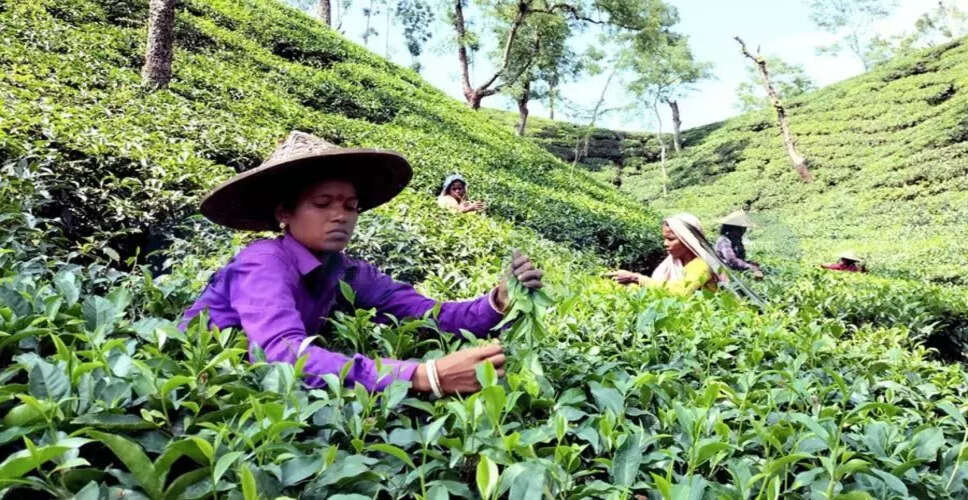 Concerns Rise Among Tea Garden Managers Over Land Acquisition Plans