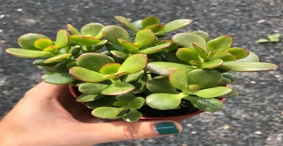 Discover the Wealth-Attracting Power of the Crassula Plant