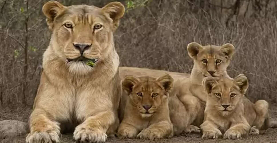 Gujarat: Barda wildlife sanctuary emerges as model for Asiatic lion conservation