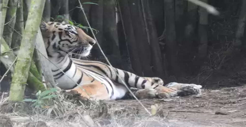 Tripura CM hails birth of three tiger cubs at Sepahijala zoo after 53 years