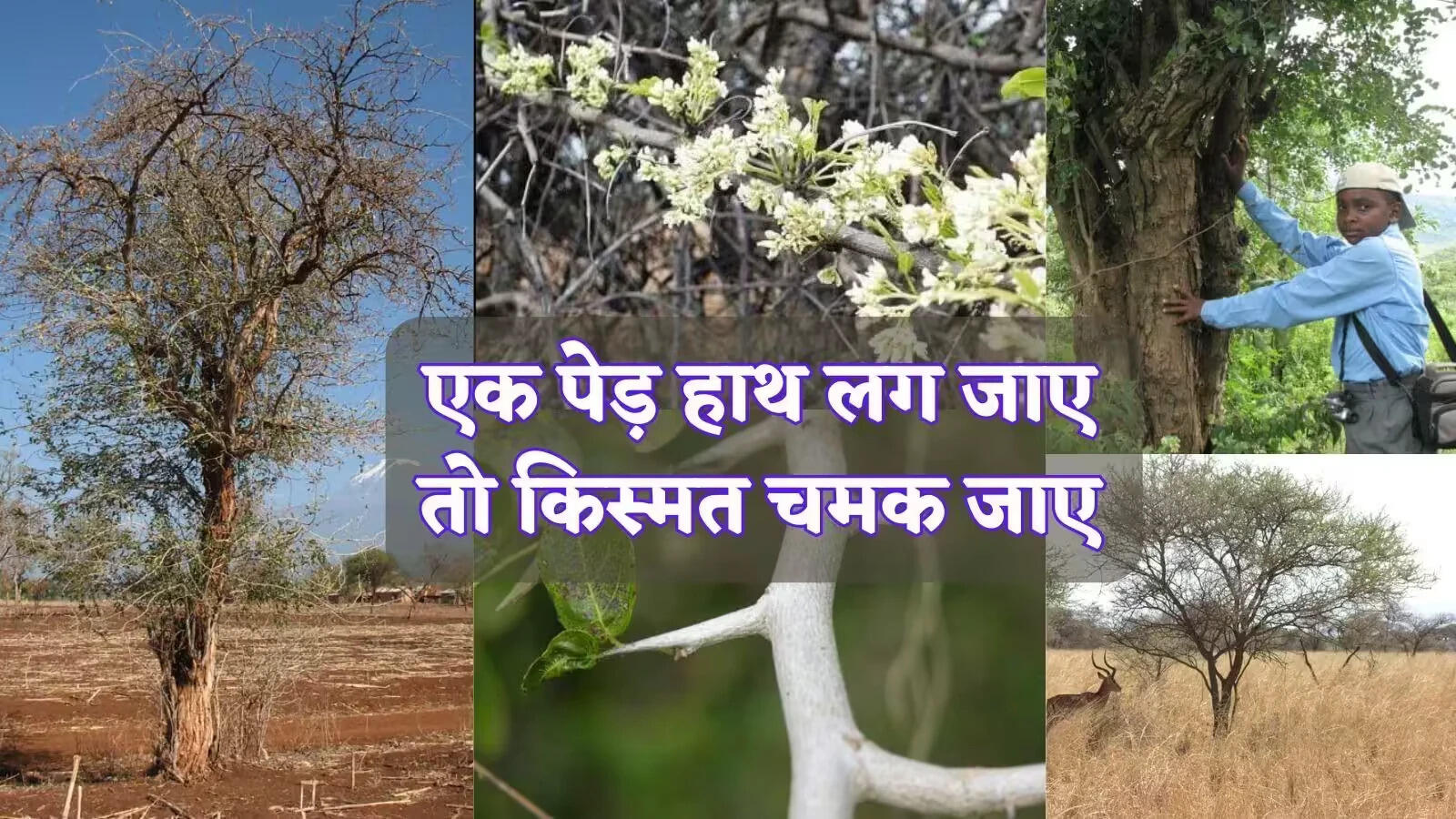 Discover the World's Most Expensive Wood: African Blackwood