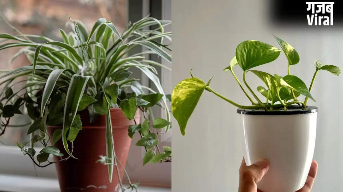Low-Maintenance Plants Perfect for Your Home