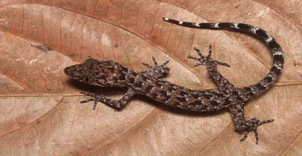 New Gecko Species Discovered in Assam: A Milestone for Biodiversity