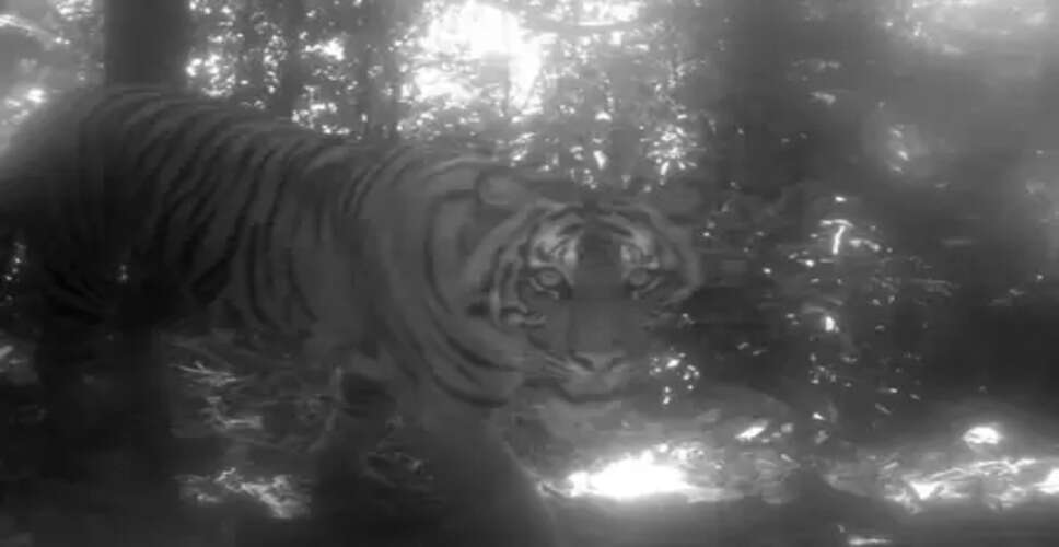 Tiger mauls woman to death in MP