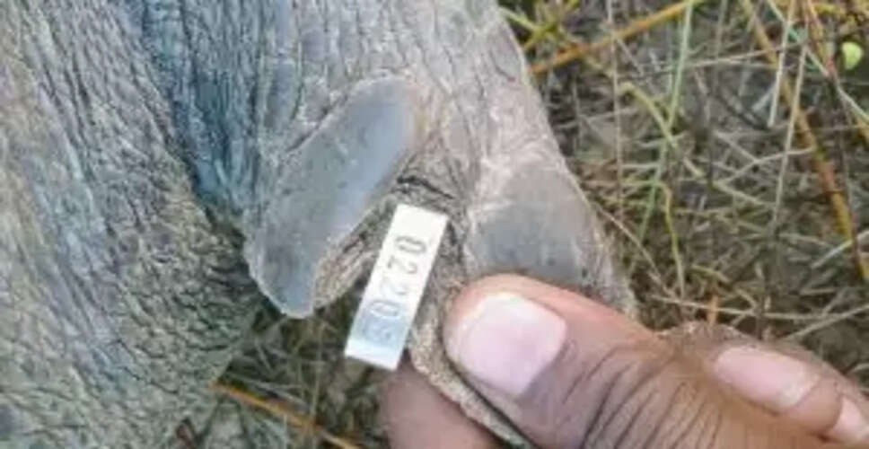 Olive Ridley Turtle's Remarkable Journey: 1,000 km to Andhra Pradesh!