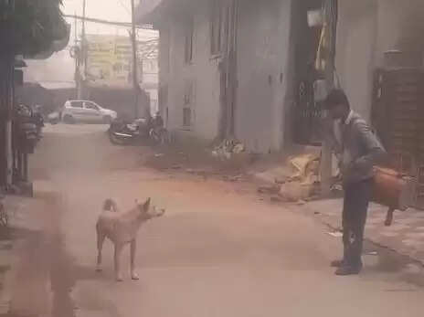 A Hilarious Showdown: Street Dog vs. Wedding Drummer Goes Viral!