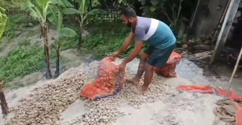 Potato Farmers in Majuli Face Crisis Amid Market Challenges