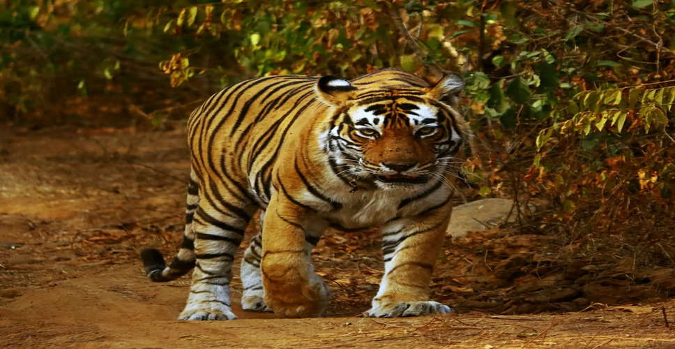Wildlife activists demand detailed probe after 9 tigers die in Nilgiris since August