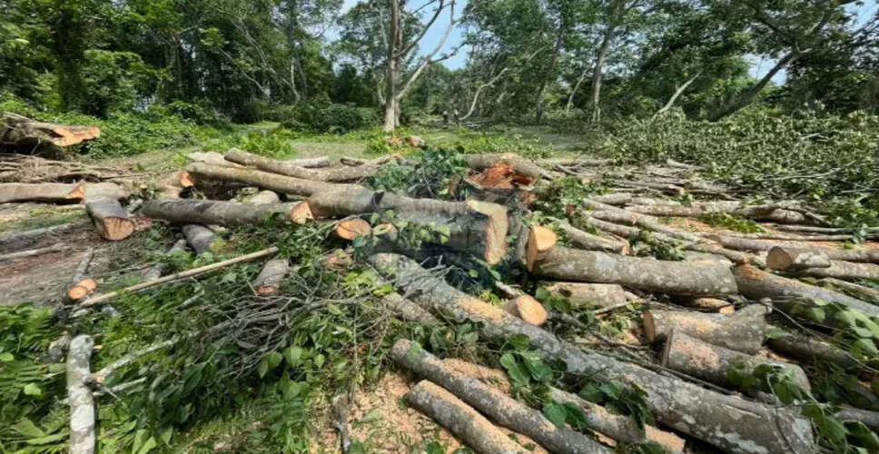 Concerns Rise Over Illegal Tree Cutting in Assam's Forests