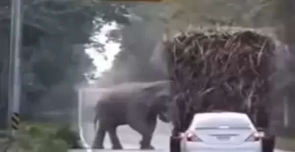 This Elephant's Unique Road Behavior Will Leave You Smiling!