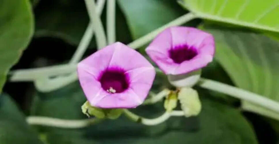 Discover the Benefits of the Ayurvedic Herb Widara for Aging