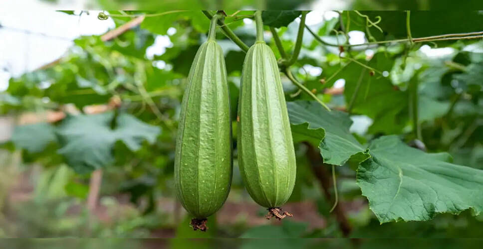Discover the Health Benefits of Ridge Gourd for Your Diet