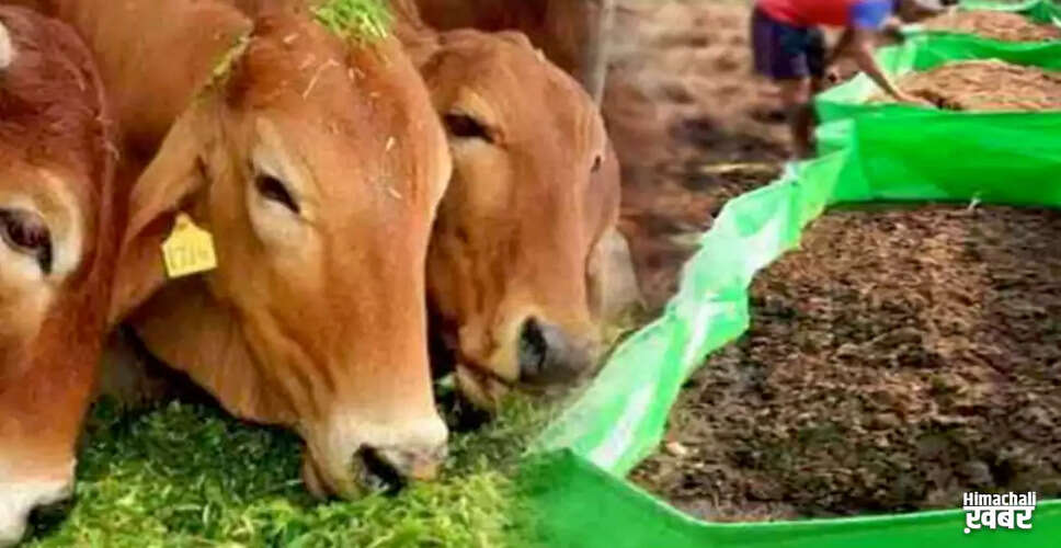 Innovative Farmer from Hapur Creates Organic Fertilizer from Cow Dung and Urine