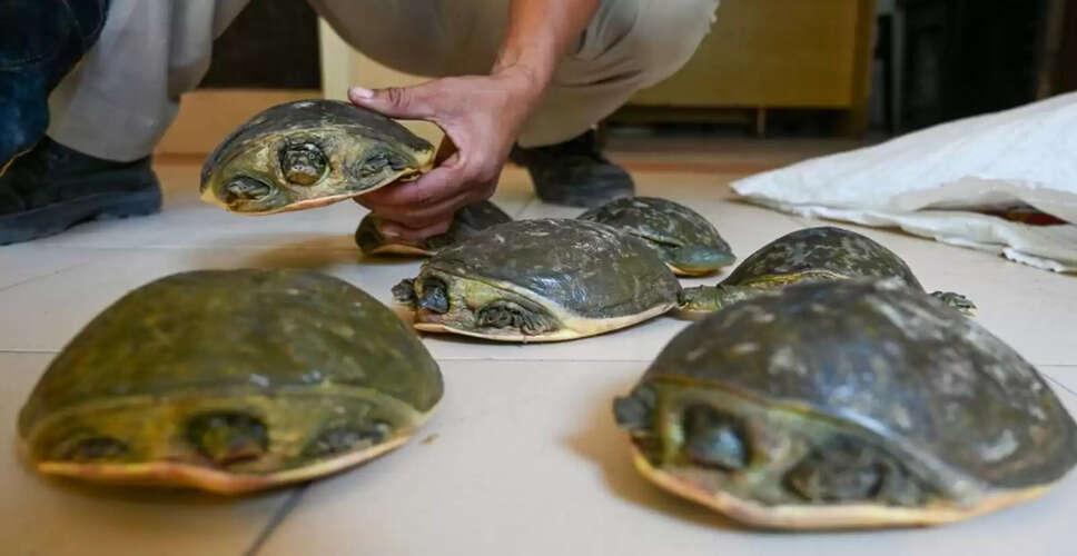 Crackdown on Turtle Trafficking: A Threat to Biodiversity