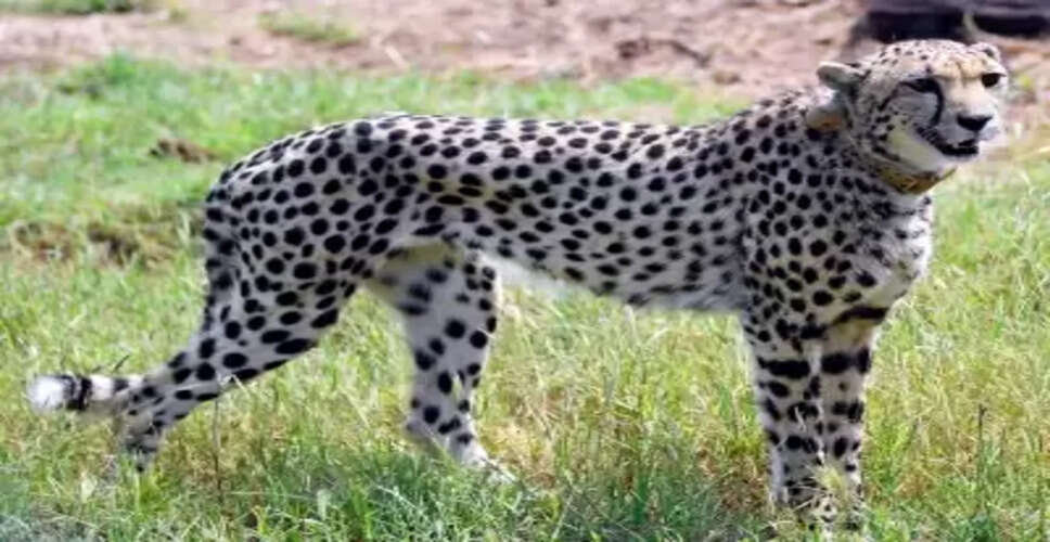 Namibian female Cheetah Nabha succumbs to injuries