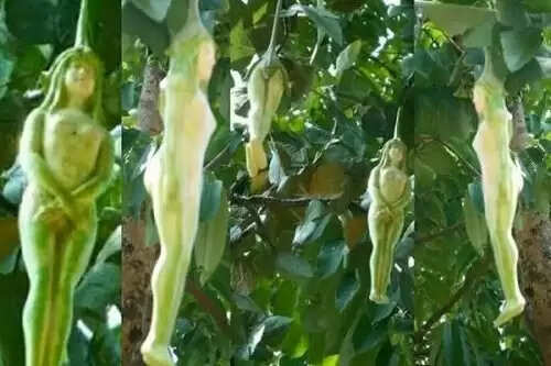The Enigmatic Tree of Thailand: A Fruit Shaped Like a Girl
