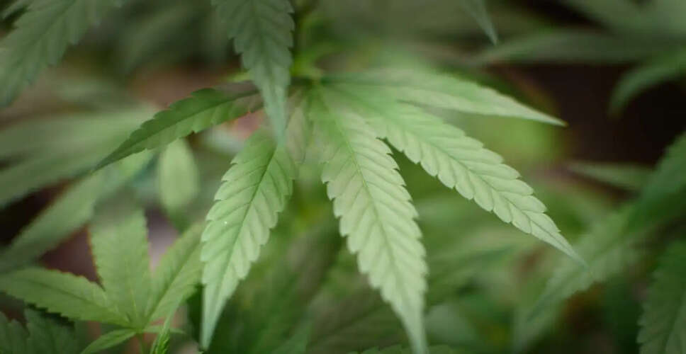 International Review Questions Cannabis Efficacy for Mental Health Treatments