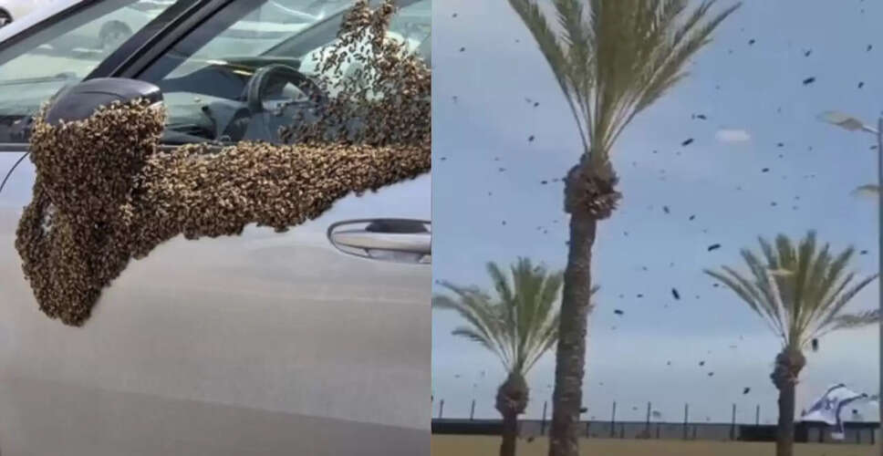 Massive Bee Swarm Causes Panic in Southern Israel