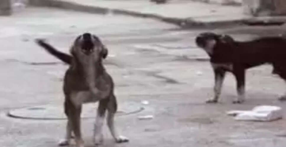 Stray Dog Attack in Ganjam District Leaves Seven Injured: What You Need to Know