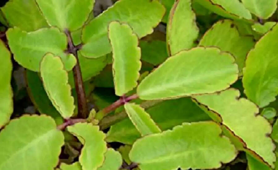 Understanding Kidney Stones: Myths and Remedies