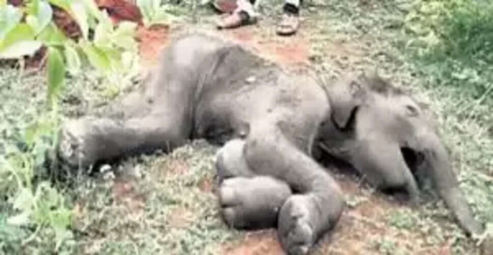 Tragic Discovery: Baby Elephant Carcass Found in Odisha's Sambalpur Forest