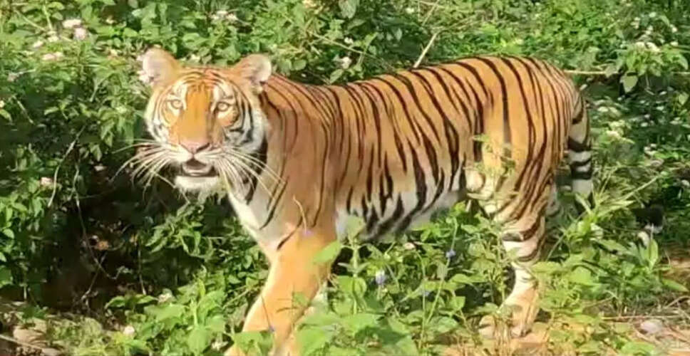 Residents on Edge as Tigers Roam Near Assam Villages