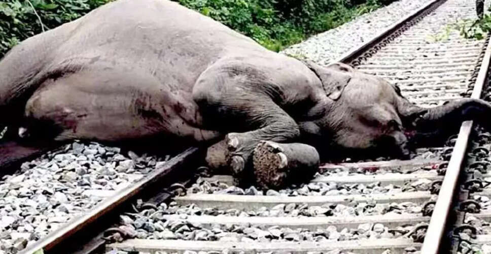 Assam Faces Severe Human-Elephant Conflict: Study Reveals Alarming Statistics