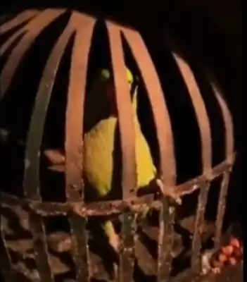 Parrot 'questioned' by Bihar Police on whereabouts of liquor mafia