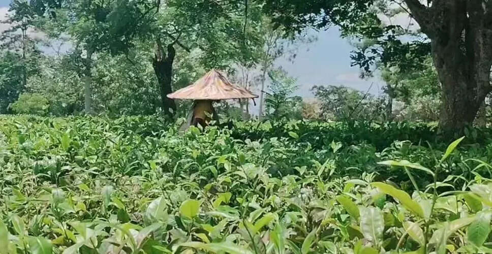 Assam Faces Severe Drought Impacting Tea and Paddy Production