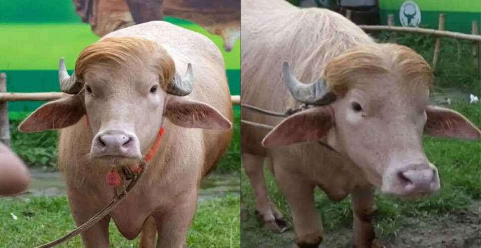 Albino Buffalo Nicknamed 'Donald Trump' Saved from Eid Sacrifice in Bangladesh