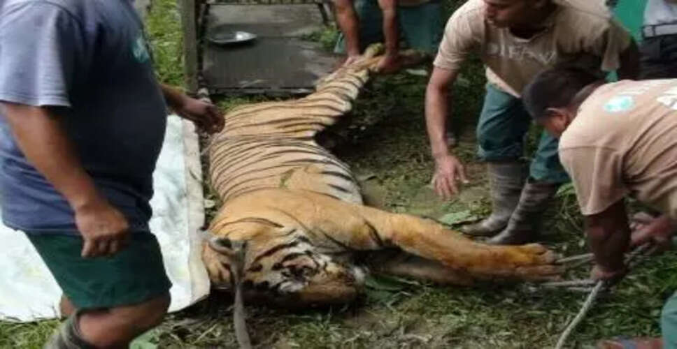 Territorial Battle Leads to Death of Tigress in Madhya Pradesh