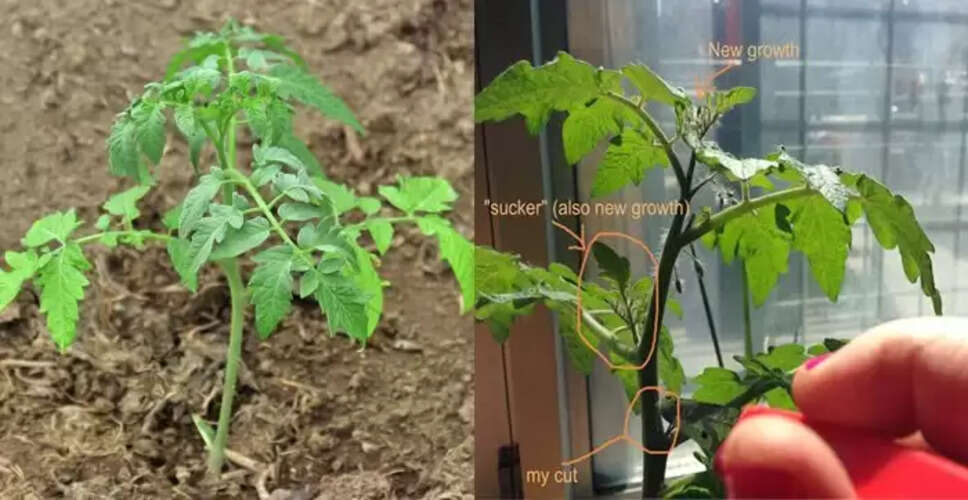 Plants Can Scream: Research Reveals Their Pain Responses