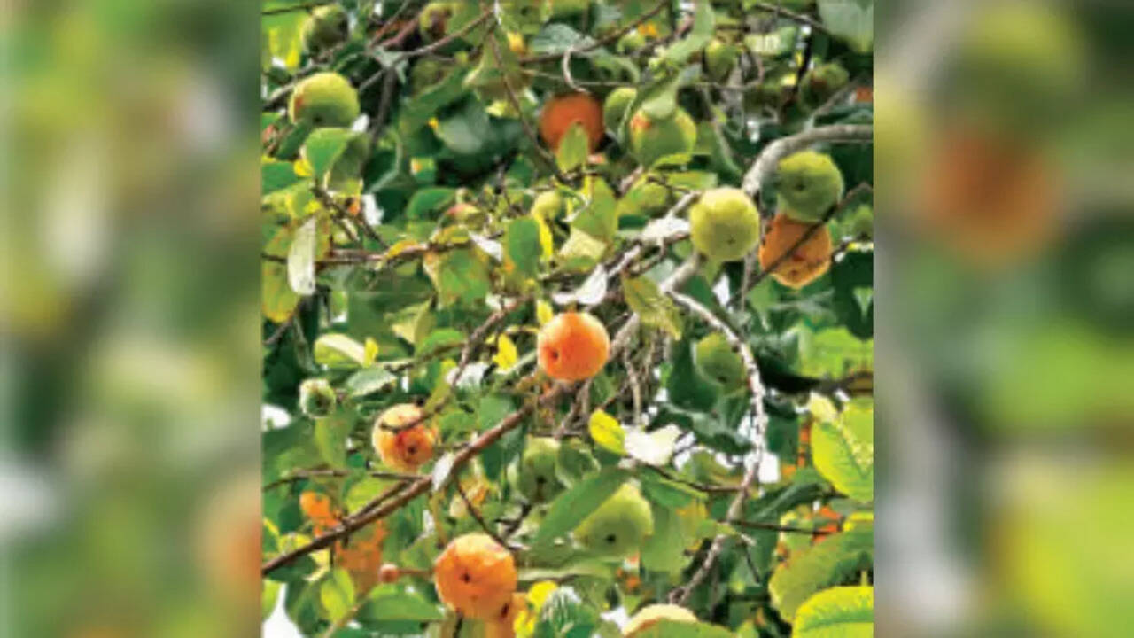 Exploring the Economic Potential of Thekera Fruit in Assam