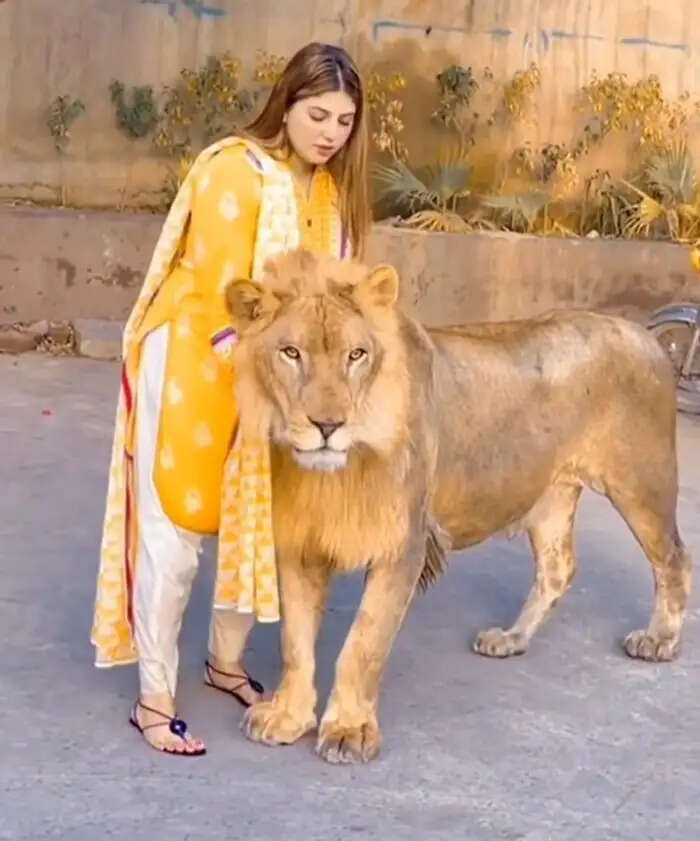 Girl Approaches Lion for Social Media Reel, Shocking Reactions Follow