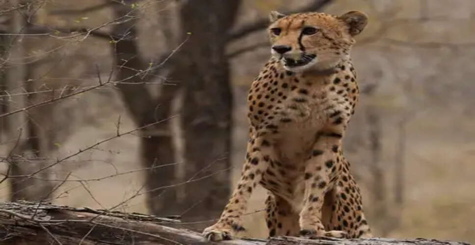 Celebrating Mukhi: The First Cheetah Born in India Under Project Cheetah Turns Three!