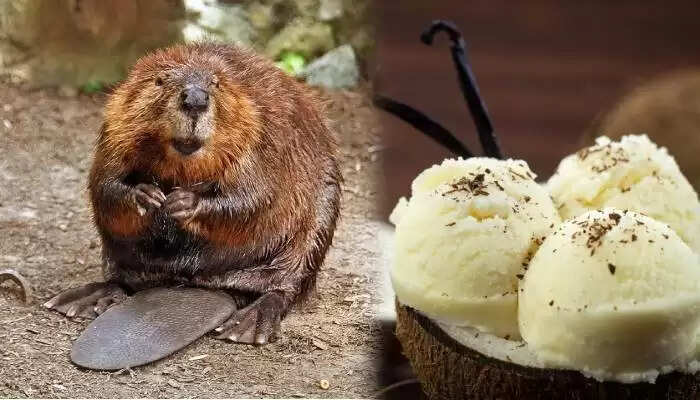 Surprising Truth About Vanilla Flavor You Need to Know