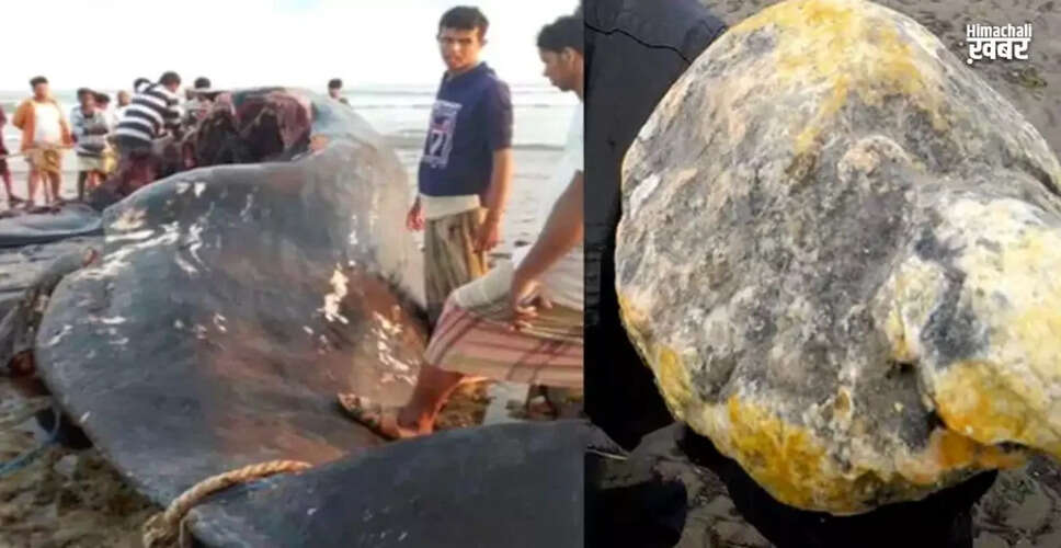 Yemeni Fishermen Strike Gold with Rare Whale Find