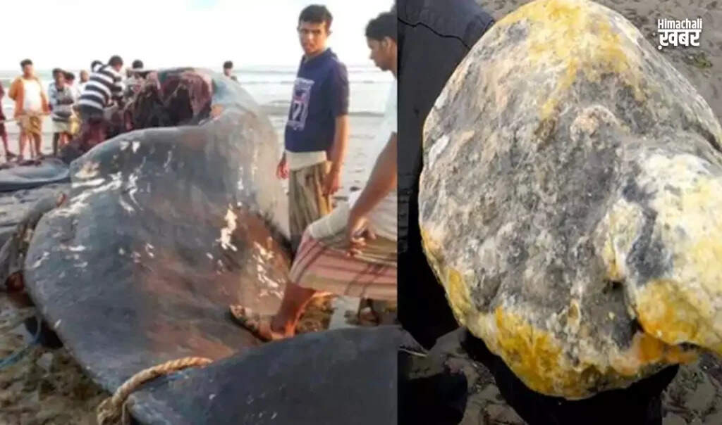 Yemeni Fishermen Strike Gold with Rare Whale Find