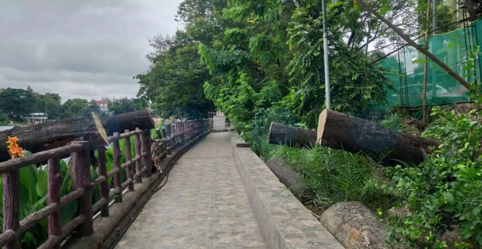 Assam Faces Environmental Concerns as Over 1 Lakh Trees Cut for Development