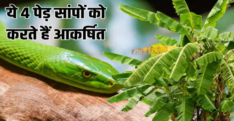 Plants That Attract Snakes: A Cautionary Guide